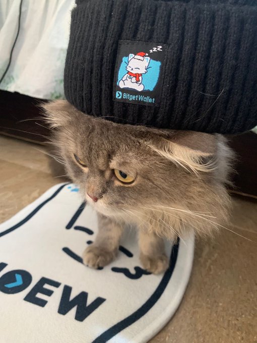 A grumpy-looking gray cat sits on a "Bitget" branded mat, looking down thoughtfully beneath a black beanie featuring a Bitget Wallet patch with a sleeping cat logo. The image humorously captures the cat deep in contemplation, fitting the post's theme of pondering "Everyday Finance."