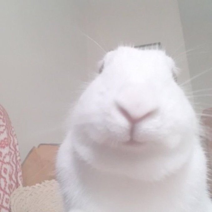 The image features a white rabbit with its nose close up, giving viewers an intimate view of the animal's face. The rabbit appears to be looking directly at the camera, creating a sense of connection between the viewer and the subject. The background is plain white, which further emphasizes the rabbit as the main focus of the photo. There are no other objects or texts in the image, making it a simple yet engaging composition that highlights the rabbit's features and captures its attention.