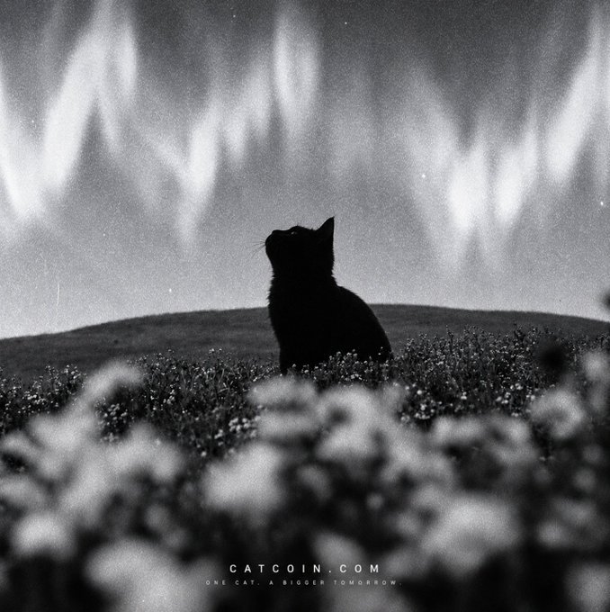 A black-and-white silhouette of a cat sits alert in a wildflower field beneath dramatic, wispy clouds, gazing upward—mirroring the post's theme that the cat is not sleeping but quietly watching as Catcoin prepares for a major reset. Visible text reads "CATCOIN.COM" and "ONE CAT. A BIGGER TOMORROW," reinforcing the cryptic, watchful tone of the migration announcement.