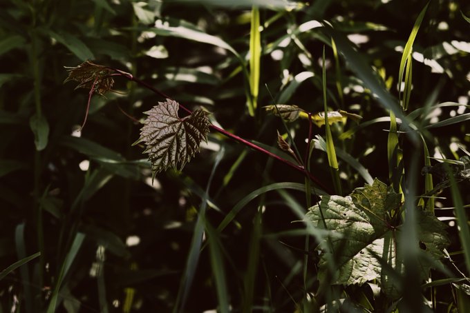 In a dark, sun-dappled forest, a vine with serrated leaves and a reddish stem embodies the 'quiet strength' and fleeting nature of a 'test in regret' or 'experiment' that was 'ONLY FOR 2 DAYS'.