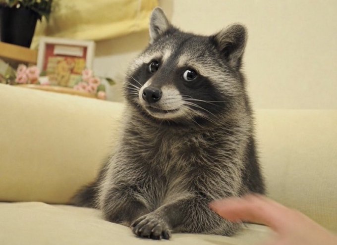 A raccoon sitting on a beige couch, looking up with a curious expression while a person's hand reaches toward it.