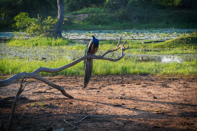 A peacock perched on a bare tree branch near a body of water, with a muddy foreground and lush green vegetation in the background.
