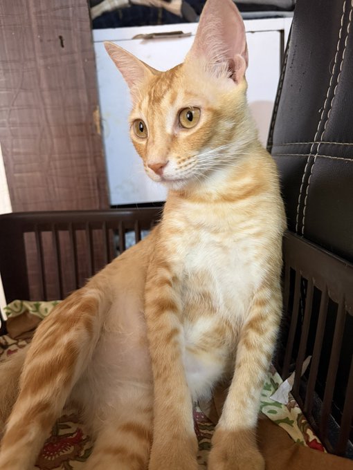 An orange tabby cat with white markings on its chest sits alertly on a patterned cloth atop a dark wooden chair or crate.