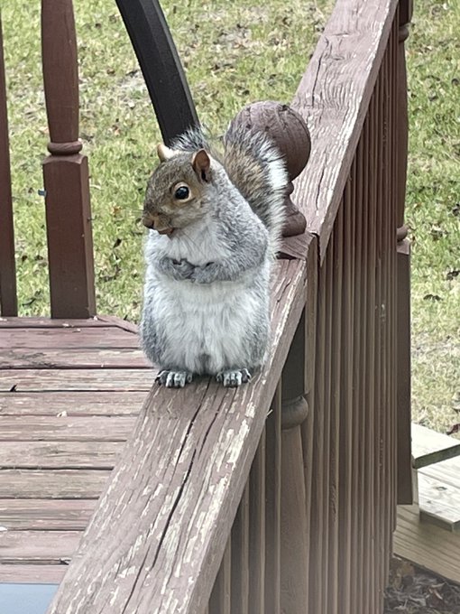 A chubby gray squirrel perches playfully on the wooden railing of a deck.