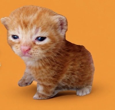 A small orange tabby kitten with white markings stands against a bright orange background, looking directly at the camera.