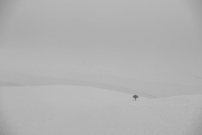 A minimalist black and white photograph of a lone tree standing on a snow-covered hill against a misty, pale sky.
