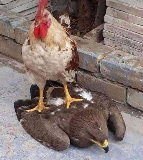 A humorous photo shows a rooster standing on top of a sleeping dog or chicken with its head down.