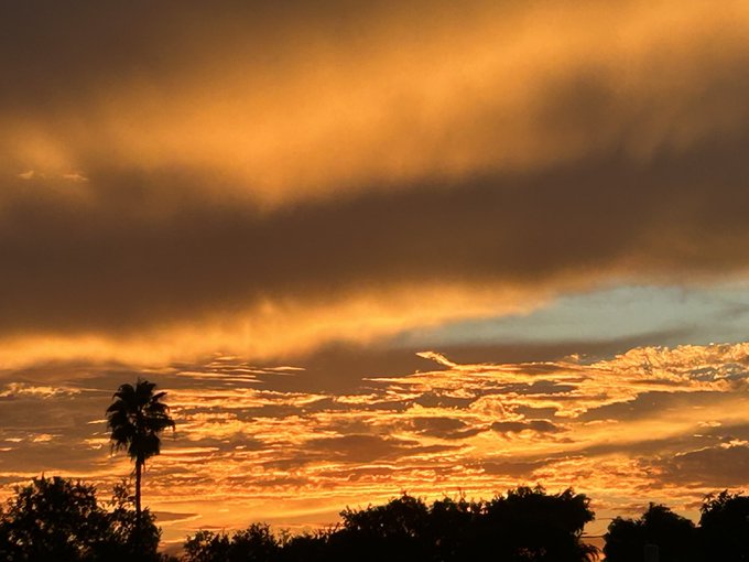 A dramatic sunset photograph with golden and orange clouds stretching across a darkening sky, silhouetting a tall palm tree and treeline along the bottom edge.