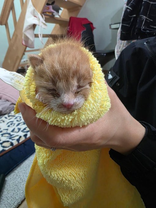 A newborn orange kitten with closed eyes is wrapped snugly in a yellow towel, being gently held in a person's hand.