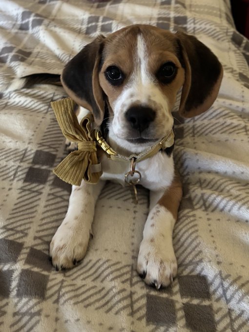 An adorable tricolor beagle puppy with brown, black, and white markings lies on a plaid blanket, wearing a chain collar adorned with a large gold tassel bow.