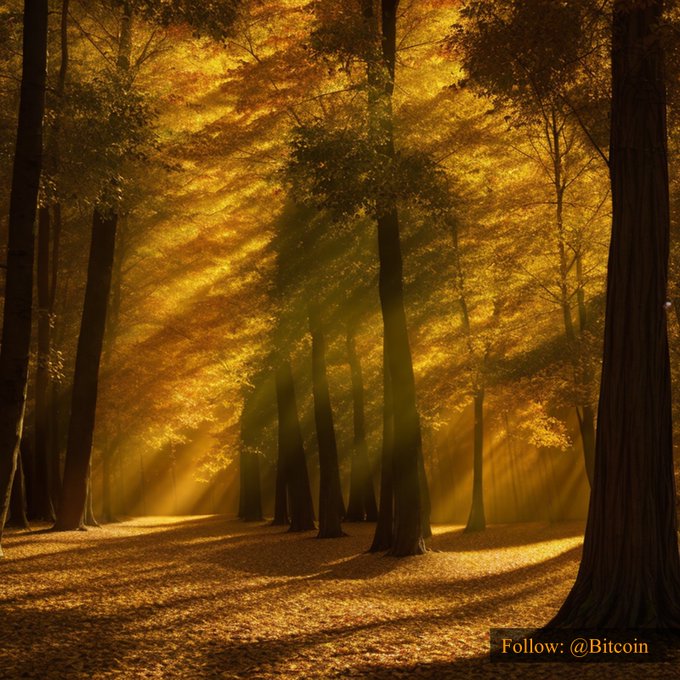 A serene autumn forest bathed in golden sunlight with rays piercing the canopy, evoking a warm, optimistic atmosphere. The watermark "Follow: @Bitcoin" aligns with the post's bullish $77,923.87 #Bitcoin price, symbolically suggesting a bright "golden" outlook for the cryptocurrency.