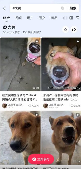 The image shows a Chinese social media search results page for "#大黄" (Dah Huang), featuring a topic with 50.4万 participants and 156.6亿 views, displaying multiple photos and short videos of a tan/brown dog with various captions about Dah Huang's daily life and close-up selfies.

The post celebrates International Dog Day by featuring Dah Huang, a viral Chinese internet-famous dog, with the displayed content showing the beloved canine's adorable selfies and daily moments that have garnered massive engagement online.