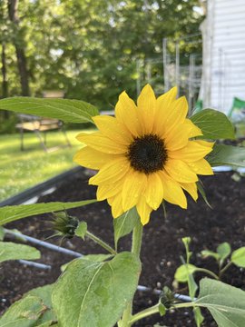 A vibrant yellow sunflower blooms in a garden bed with a house and trees in the background.