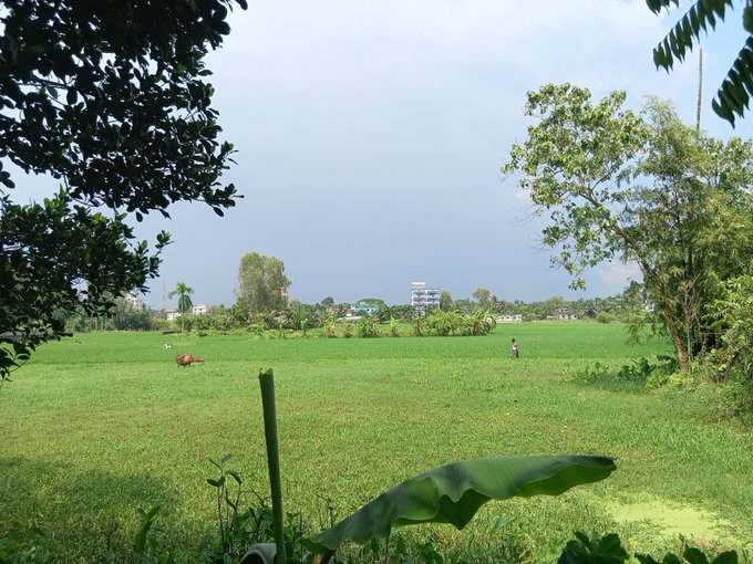 A lush green field is shown under a cloudy sky, framed by trees and foliage, with a person in the distance, a cow lying in the grass, and buildings visible on the horizon.