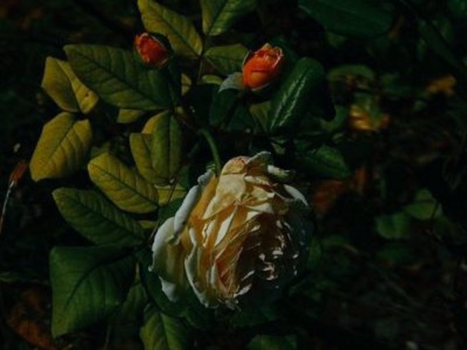 A close-up of a wilting pale rose with dark green leaves and a couple of small orange buds in a dimly lit garden setting.