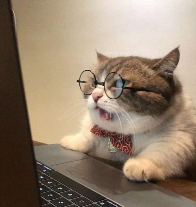A wide-eyed cat wearing round glasses and a red bandana stares intently at a MacBook keyboard, mouth agape in shock—the feline reaction mirroring an investor's stunned disbelief when a long-awaited limit order finally executes. The laptop displays visible keys including "C," "V," "B," and the "macOS" text near the bottom edge.