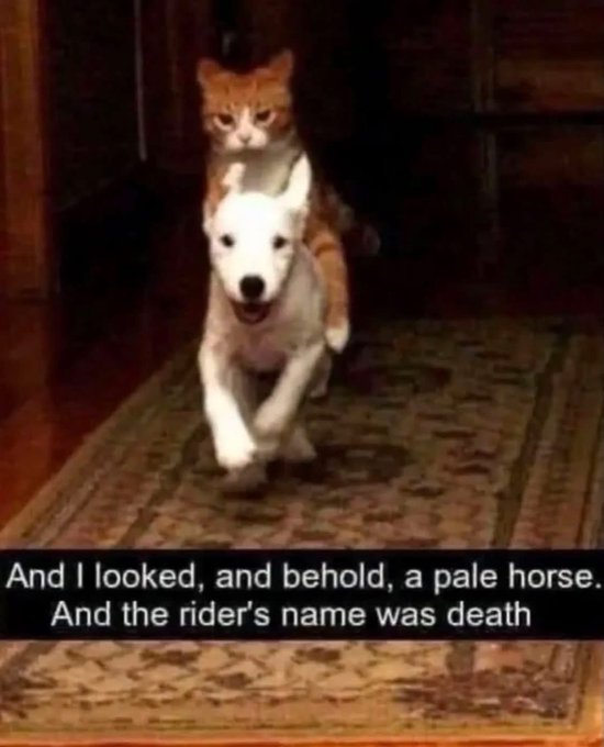 An orange cat rides on the back of a running white dog through a hallway, with a caption parodying the Book of Revelation: "And I looked, and behold, a pale horse. And the rider's name was death." The meme humorously frames this absurd cat-on-dog formation as a "pale horse" (the dog) being ridden by "death" (the cat), perfectly capturing the over-dramatic seriousness of preparing for a years-long legal battle.