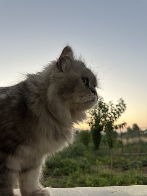 A side profile of a fluffy gray and white long-haired cat looking off into the distance against a sunset sky and rural landscape.