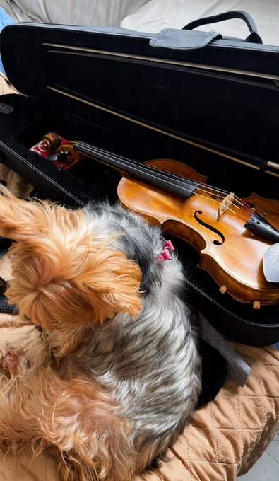 A small Yorkshire Terrier-like dog lies on a bed next to an open violin case containing a wooden violin and bow.