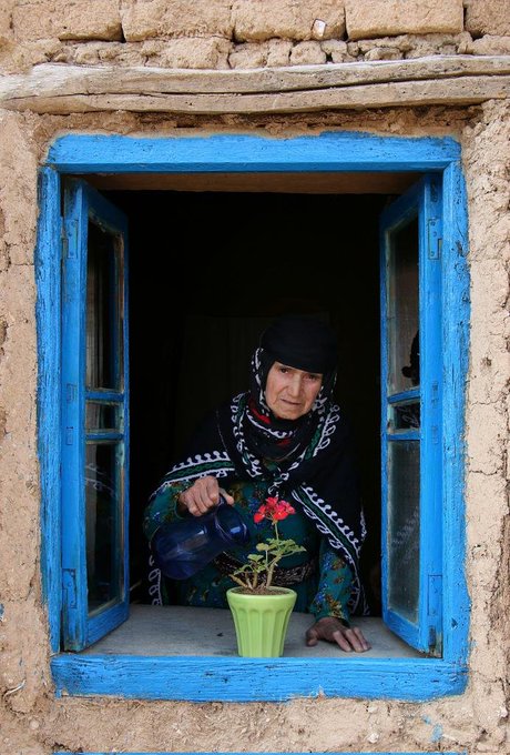 A photograph of a woman wearing a black headscarf and colorful patterned clothing, leaning out of a blue-framed window while watering a small potted plant with a geranium.