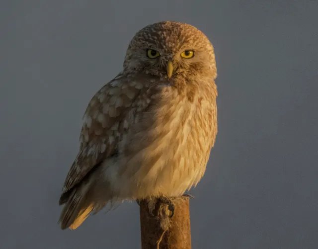 A small brown and white owl with striking yellow eyes perched on a wooden post, illuminated by warm golden hour light against a soft gray background.