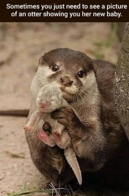 The image features an otter holding its baby close to its body, with both of them looking at the camera. The caption reads "Sometimes you just need to see a picture of an otter showing you her new baby".