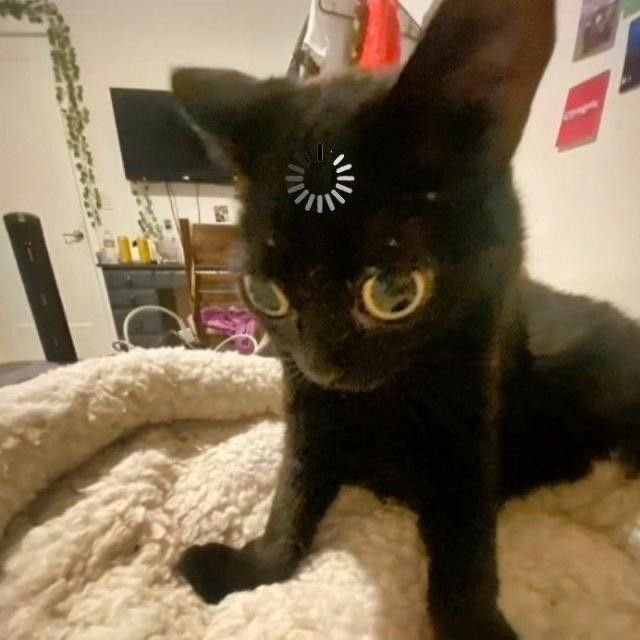 A black cat with wide eyes sitting on a fluffy beige blanket, looking directly at the camera with a loading icon overlay on its forehead.