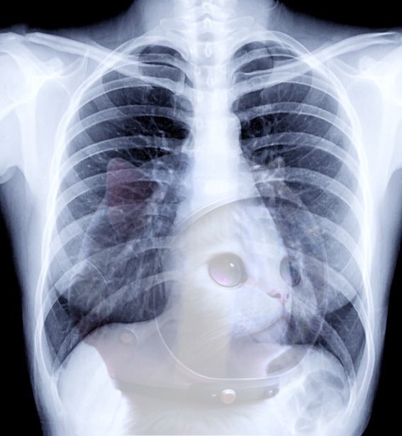 A creative x-ray showing a fetal kitten developing inside a human chest cavity, juxtaposed with the caption "That founder energy" to humorously suggest a startup founder's intense, all-consuming commitment—carrying their newborn idea within them from day one.