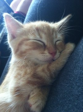 A close-up photo of a small orange tabby kitten sleeping peacefully while being held in a person's lap.