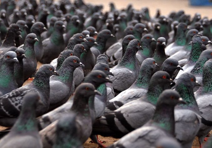 A large flock of pigeons with grey feathers and iridescent green necks gathers closely together on the ground.