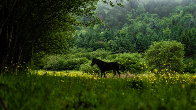 A black horse stands in a lush green meadow filled with yellow flowers, with dense, misty evergreen forests covering the hills in the background.
