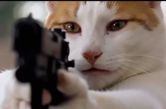 A meme image of an orange and white cat with a serious expression aiming a black handgun directly at the camera.
