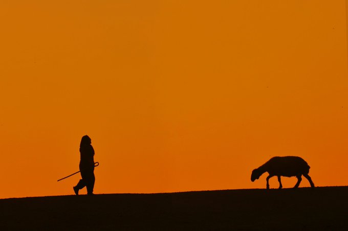 A dramatic silhouette shot against a solid orange sky shows a person walking with a staff alongside a sheep or goat on a dark horizon line.