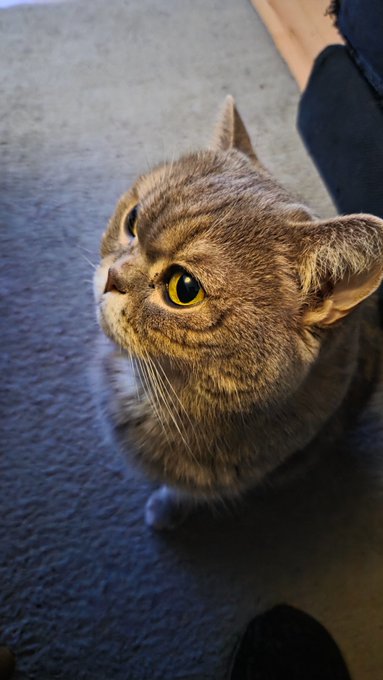 A curious tabby cat gazes upward with bright yellow eyes, looking at its owner just out of frame. The image captures a sweet, attentive moment that pairs well with a cheerful "gm, happy Monday" greeting, as the cat seems to be offering its own warm, morning hello.