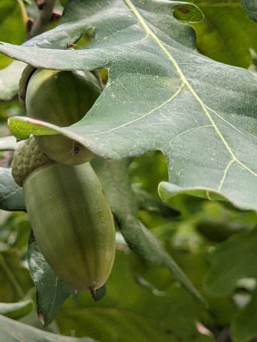 A close-up photograph of a green acorn with its cap attached, hanging from a branch surrounded by the lobed leaves of an oak tree.