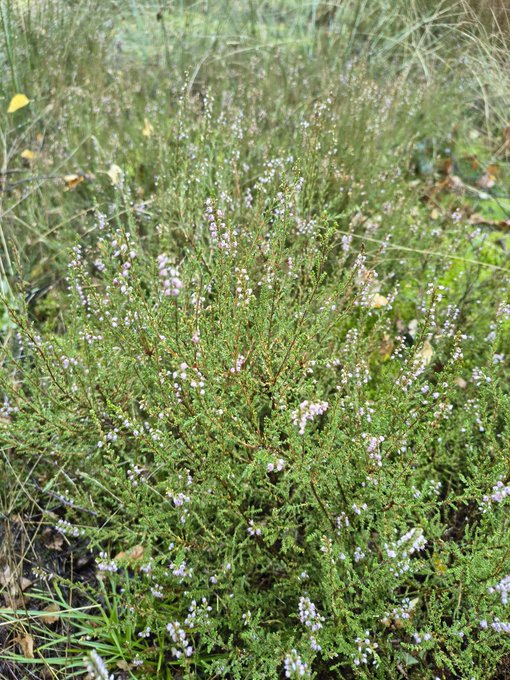A photograph of a heather plant with small pink and purple bell-shaped flowers blooming in a grassy field.