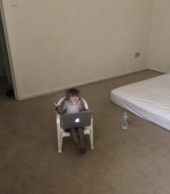A monkey sits on a small white plastic chair in an empty room, using an Apple MacBook laptop on its lap while holding what appears to be a stylus or cigarette in its other hand, with a water bottle and mattress nearby.