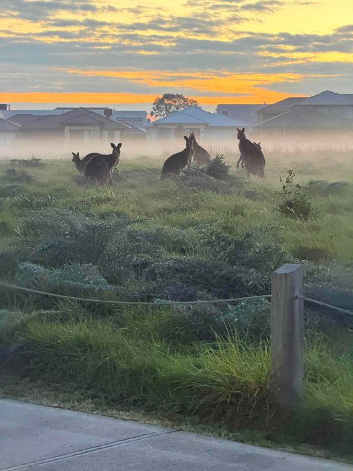 A group of kangaroos stand in a misty field at dawn near suburban houses, creating a serene, almost meditative scene. The peaceful wildlife at sunrise mirrors the poster's fresh start and newfound clarity without high-stakes distractions.