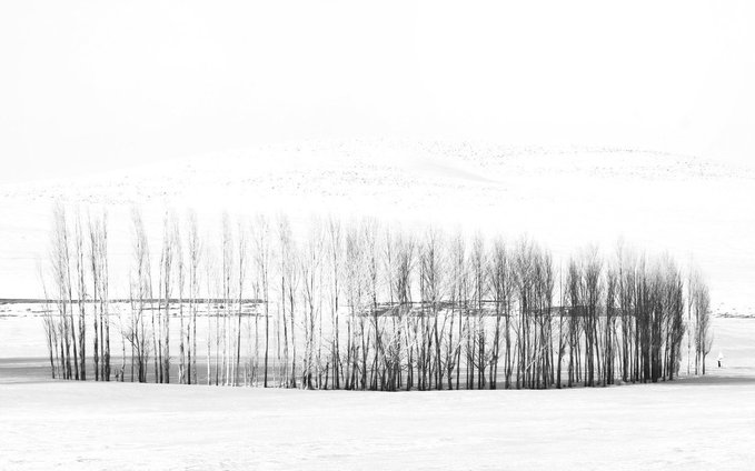 A minimalist black-and-white landscape photograph showing a row of slender, leafless trees standing in a snowy field with faint hills in the misty background.