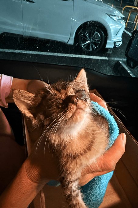 A fluffy tortoiseshell kitten with one eye closed rests in someone's hands wrapped in a blue towel. The post humorously suggests this cute new kitten from @kabosumama caused the $CATE token to plummet from 80m to 50m, referencing a satirical news article about how crypto Twitter reacts to viral cat content.