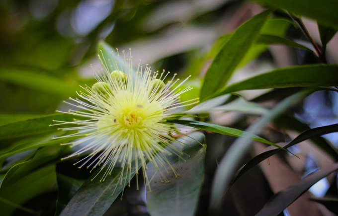 Close-up nature photograph of a pale yellow, brush-like flower blooming among dark green leaves.