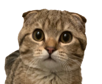 A Scottish Fold cat with folded ears and wide, curious eyes gazes directly at the camera against a black background, likely representing "Mushu," a meme coin featured on Pump.fun. The cat's distinctive folded ears and endearing expression make it a fitting mascot for the cryptocurrency.