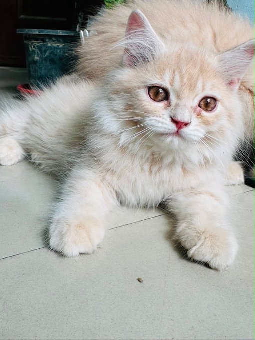 A fluffy cream-colored long-haired cat with pink ears lying on a tiled floor, looking directly at the camera with large amber eyes.