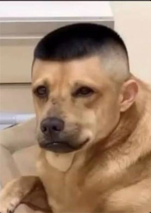 A humorous, digitally altered image shows a light brown dog with a man's short, faded haircut.