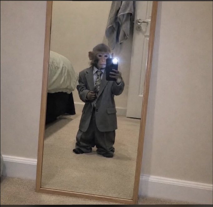 A humorous photo of a small monkey dressed in a full grey business suit and tie, standing upright and taking a mirror selfie with a smartphone in a carpeted bedroom.