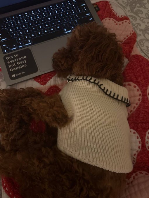 A brown curly-haired dog wearing a cream-colored knit sweater lies next to a laptop on a heart-patterned blanket; the laptop displays the text 'Gm to everyone but Gary Gensler.' with a haptic logo.