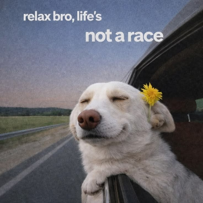 A white dog leaning out of a car window with closed eyes and a dandelion tucked behind its ear, accompanied by the text 'relax bro, life's not a race'.