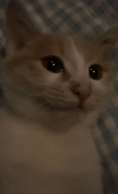 A close-up photo of a small orange and white kitten with large eyes lying on a plaid blanket.