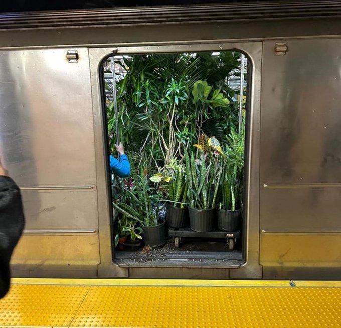 Photo taken from a subway platform showing an open train car doorway that has been transformed into a lush indoor garden filled with potted tropical plants and snake plants.