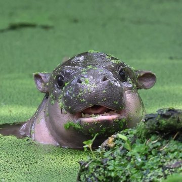 A pygmy hippopotamus surfaces from duckweed-covered water with its mouth slightly open, creating a comically cheerful expression. The image's playful "hippo grinning from green water" vibe mirrors the post's meme-style enthusiasm about an emerging crypto token gaining traction.